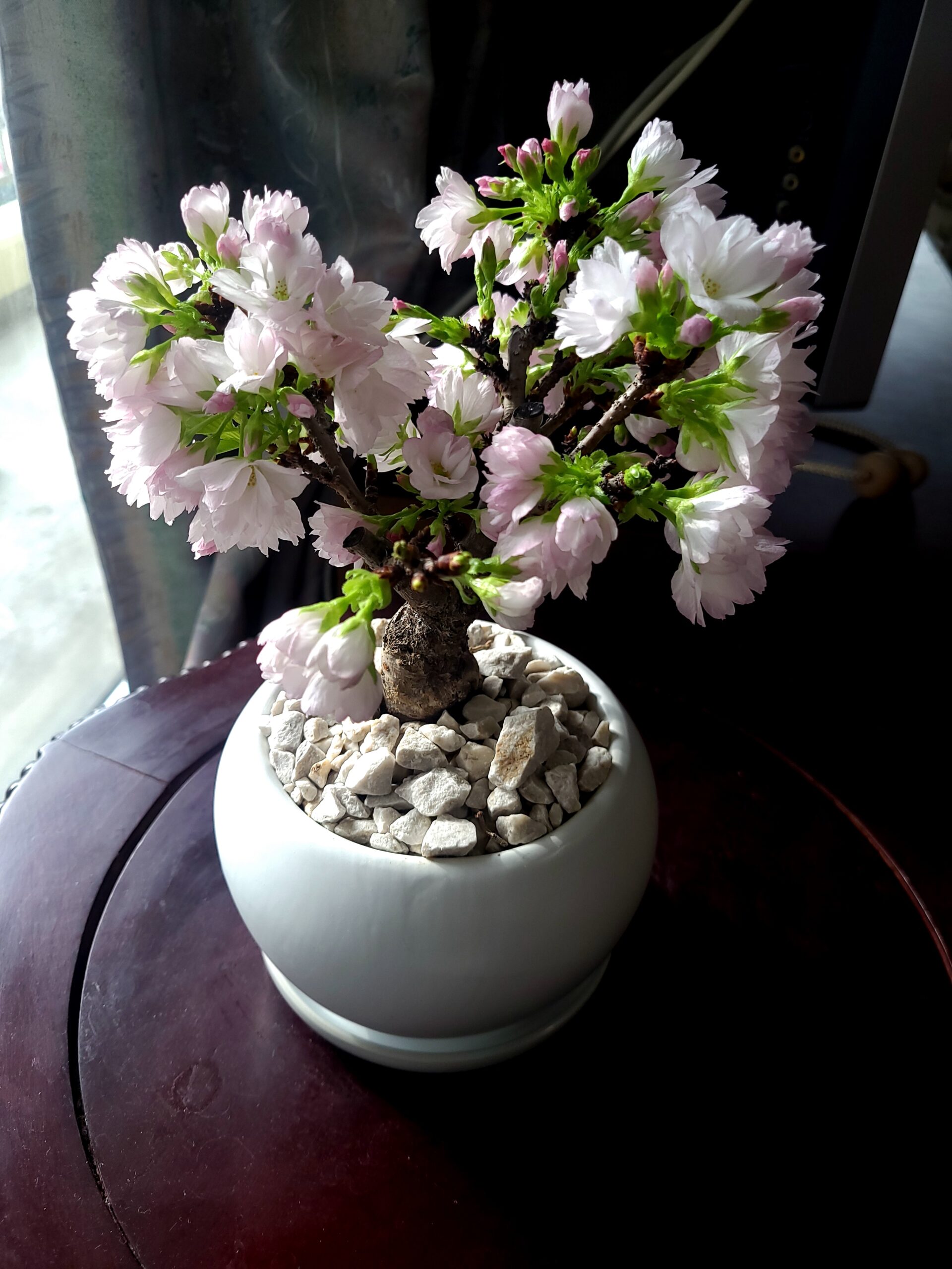 東京の桜の開花宣言とともに咲きました。